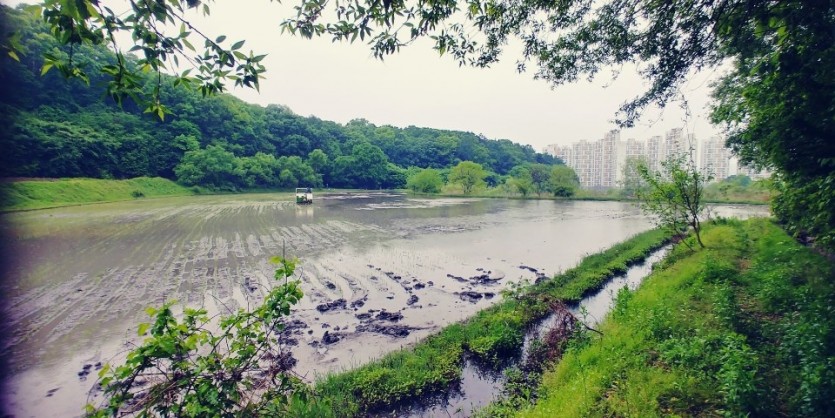유림동 모내기.jpg