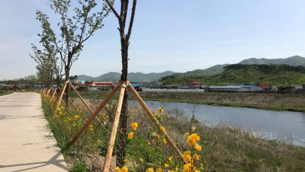 (사진) 경안천 갈담교~초부교 구간 왕벚나무길 조성 1.jpg