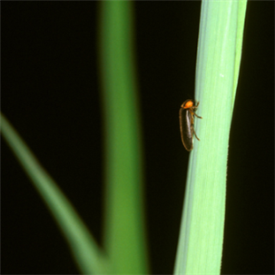 image01.png