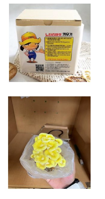 버섯 키우기 키트와 느타리버섯 모습.jpg