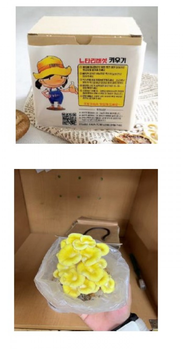 버섯 키우기 키트와 느타리버섯 모습.jpg