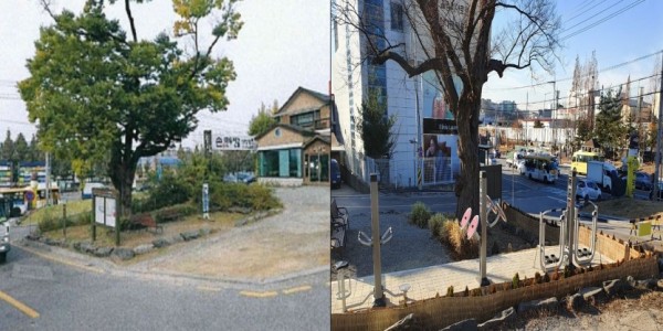 보호수 쉼터조성사업 전후 비교 사진(보도).jpg